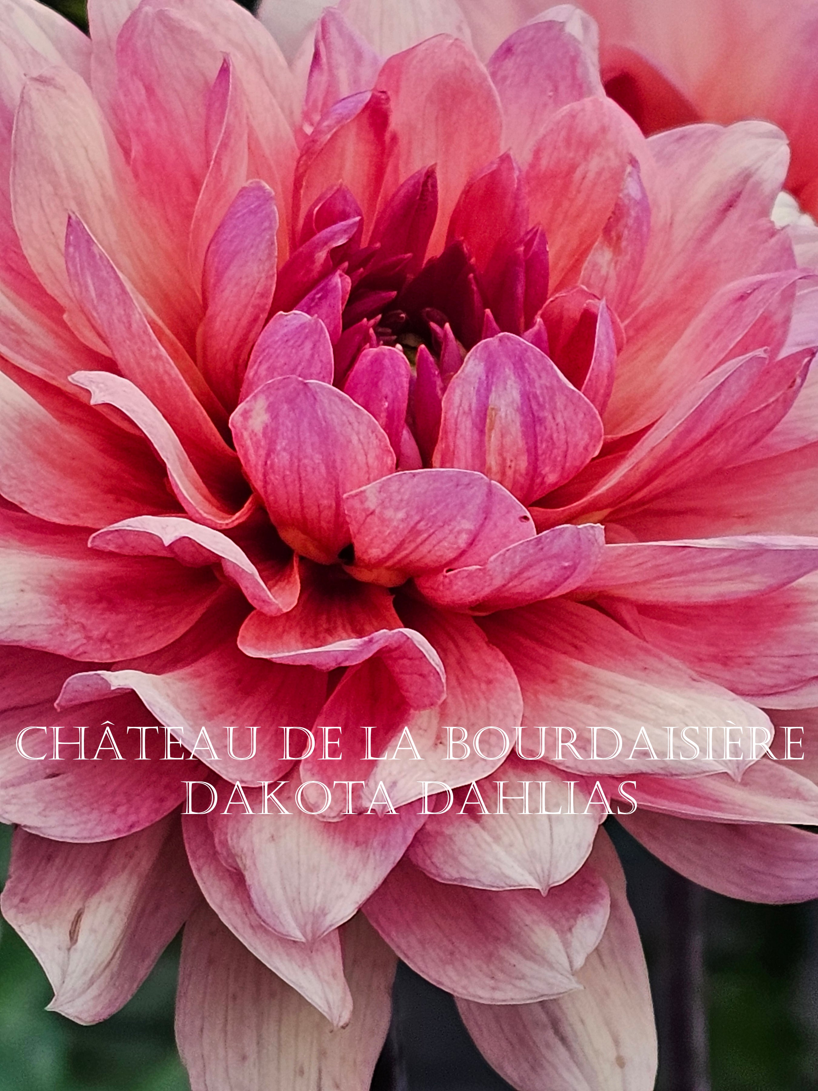 Château de la Bourdaisière~Growing for tuber sales for 2027~