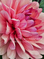 Château de la Bourdaisière~Growing for tuber sales for 2027~