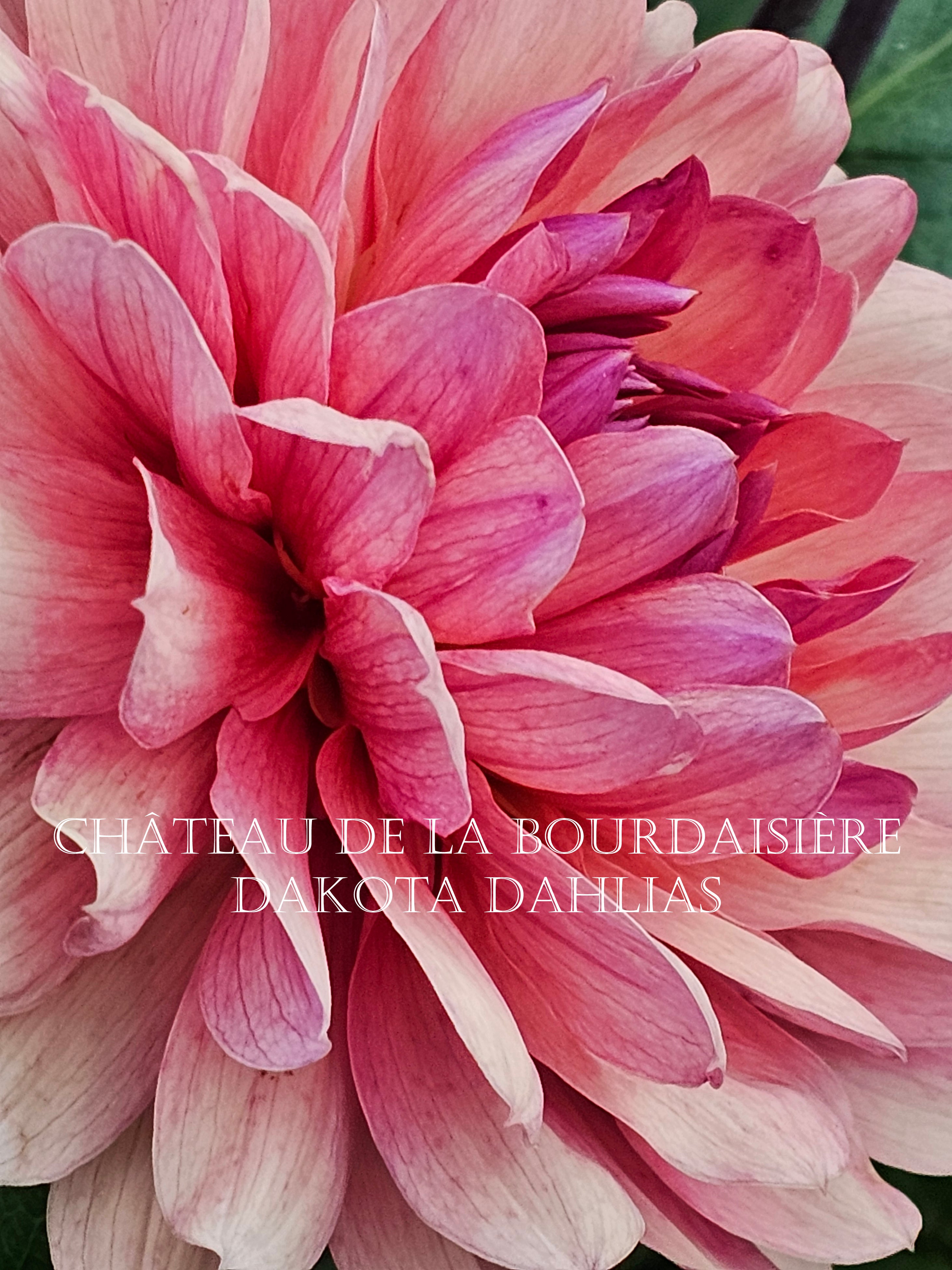 Château de la Bourdaisière~Growing for tuber sales for 2027~