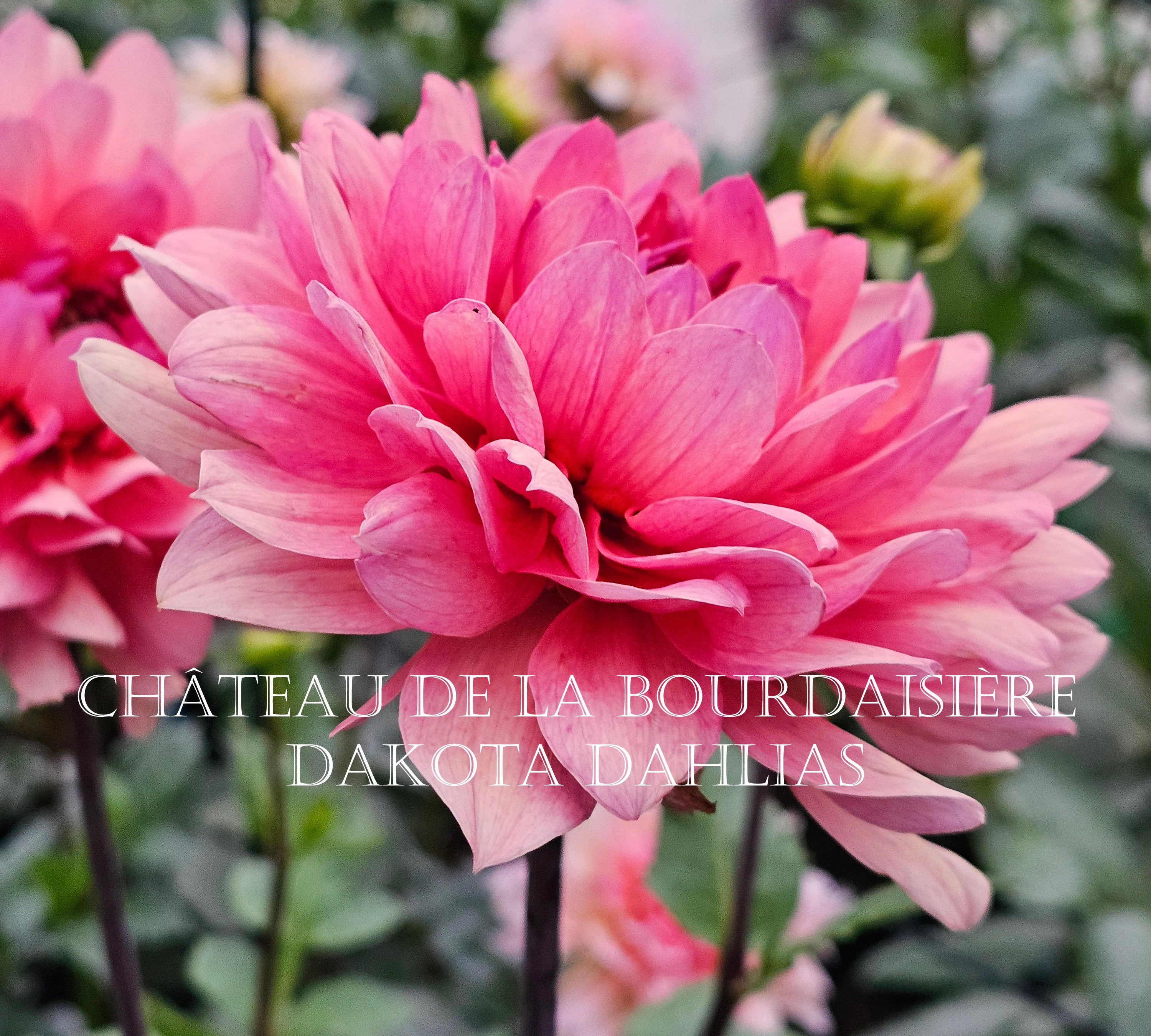 Château de la Bourdaisière~Growing for tuber sales for 2027~