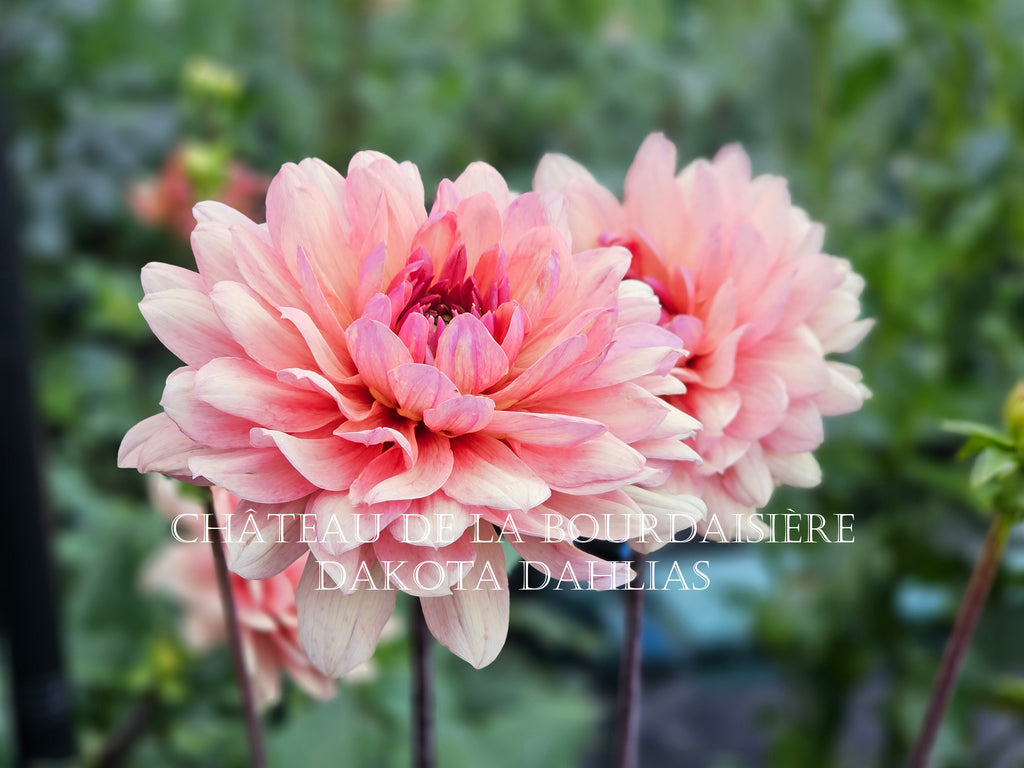 Château de la Bourdaisière~Growing for tuber sales for 2027~