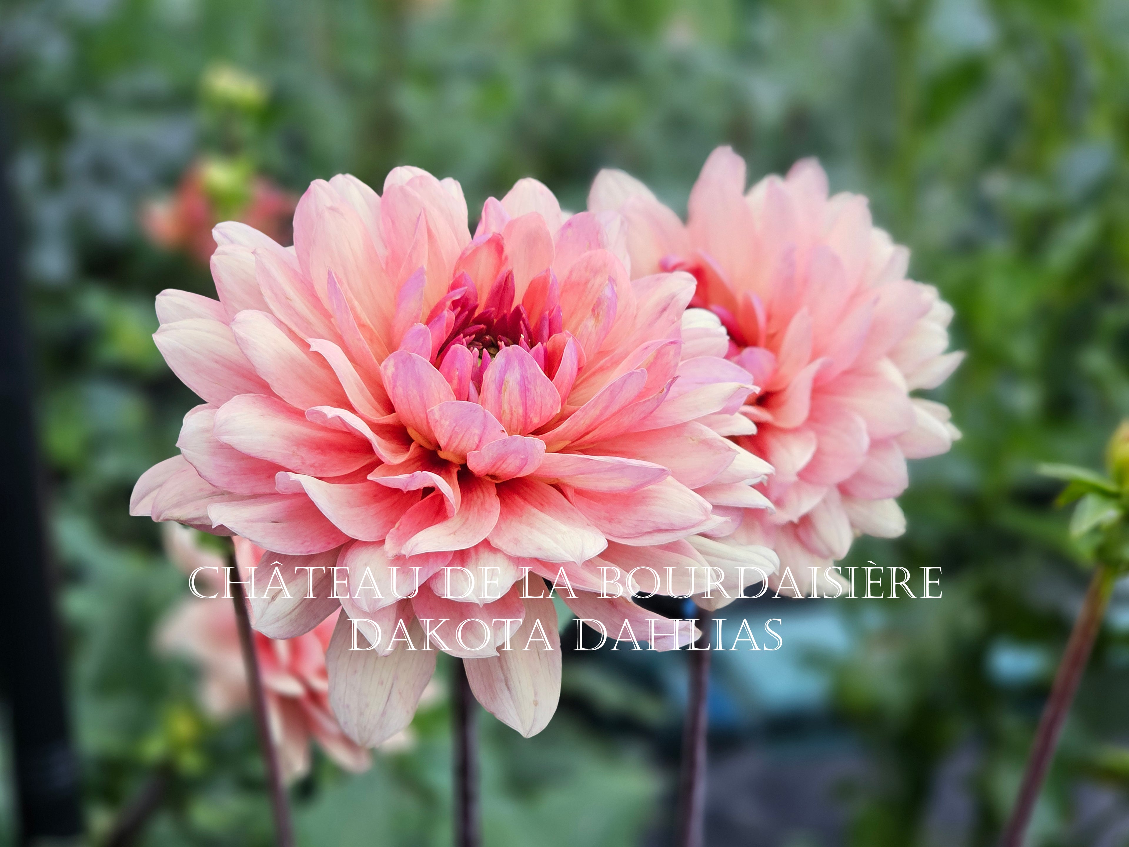 Château de la Bourdaisière~Growing for tuber sales for 2027~