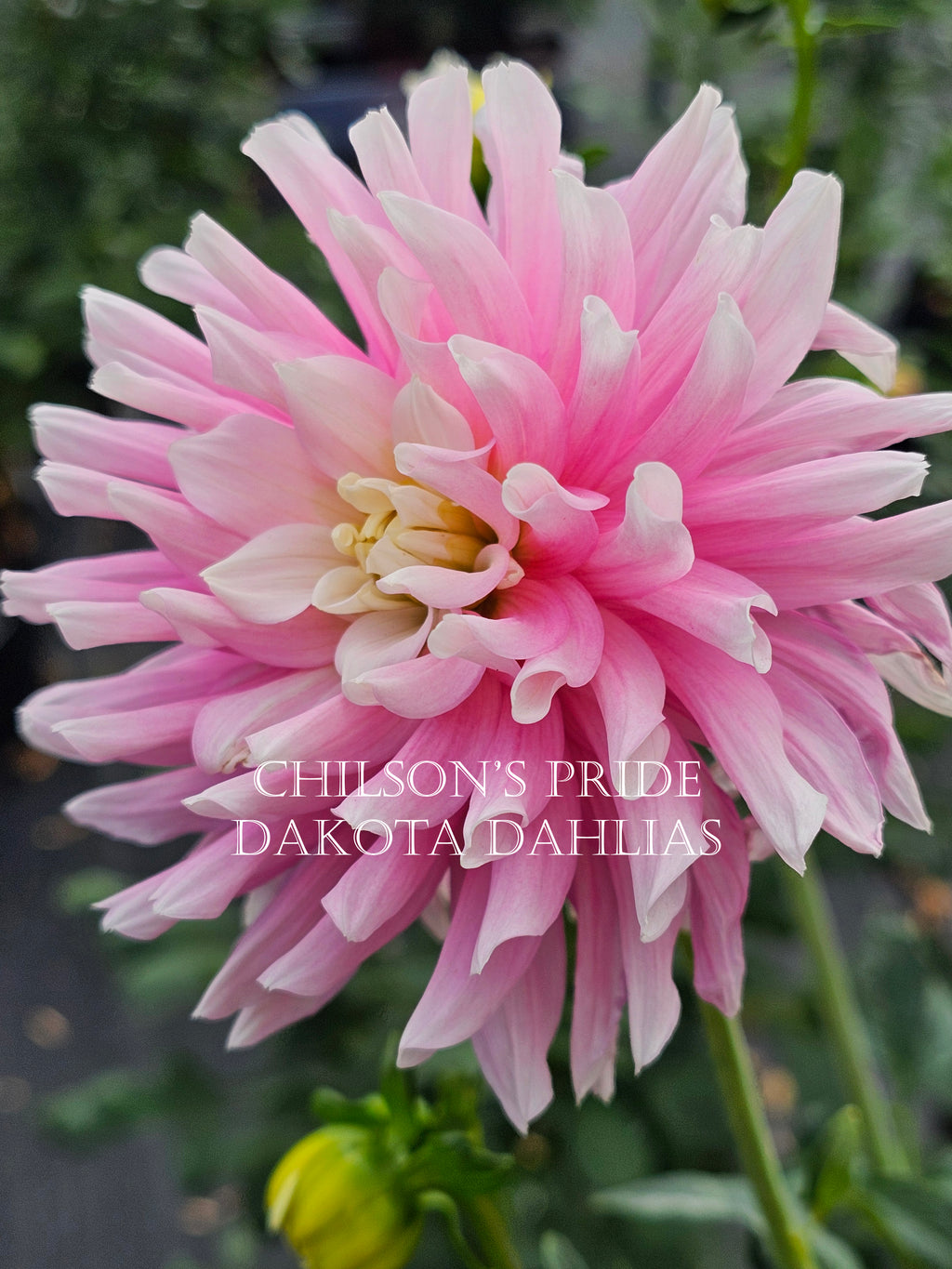 Chilson's Pride