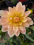 Chimacum Cathleen