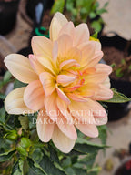 Chimacum Cathleen