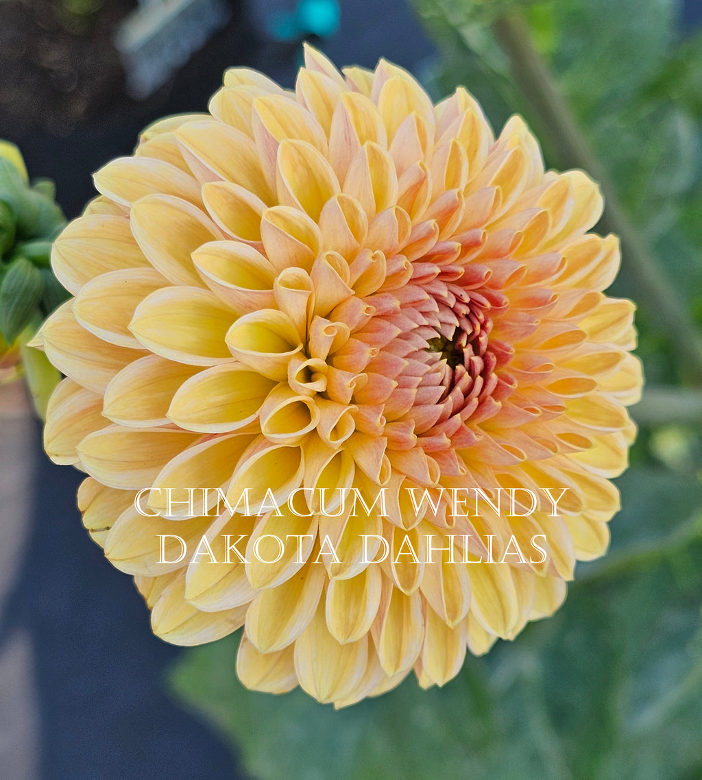 Chimacum Wendy