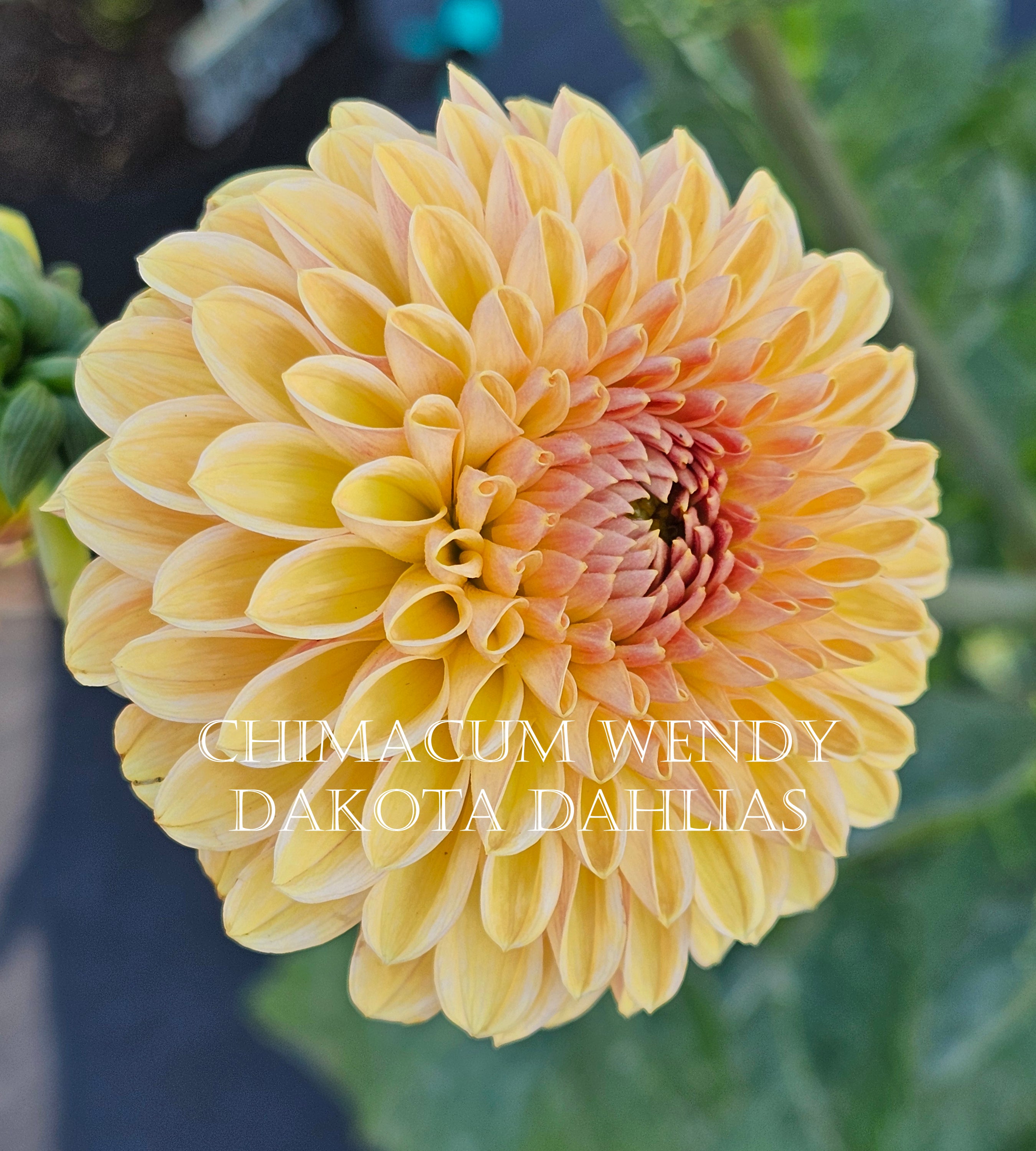 Chimacum Wendy
