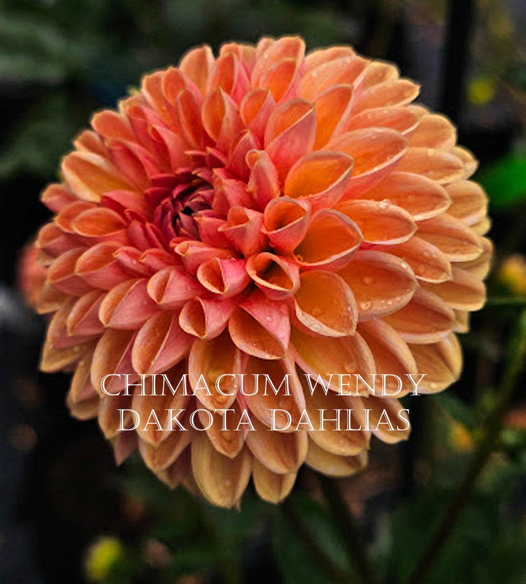 Chimacum Wendy