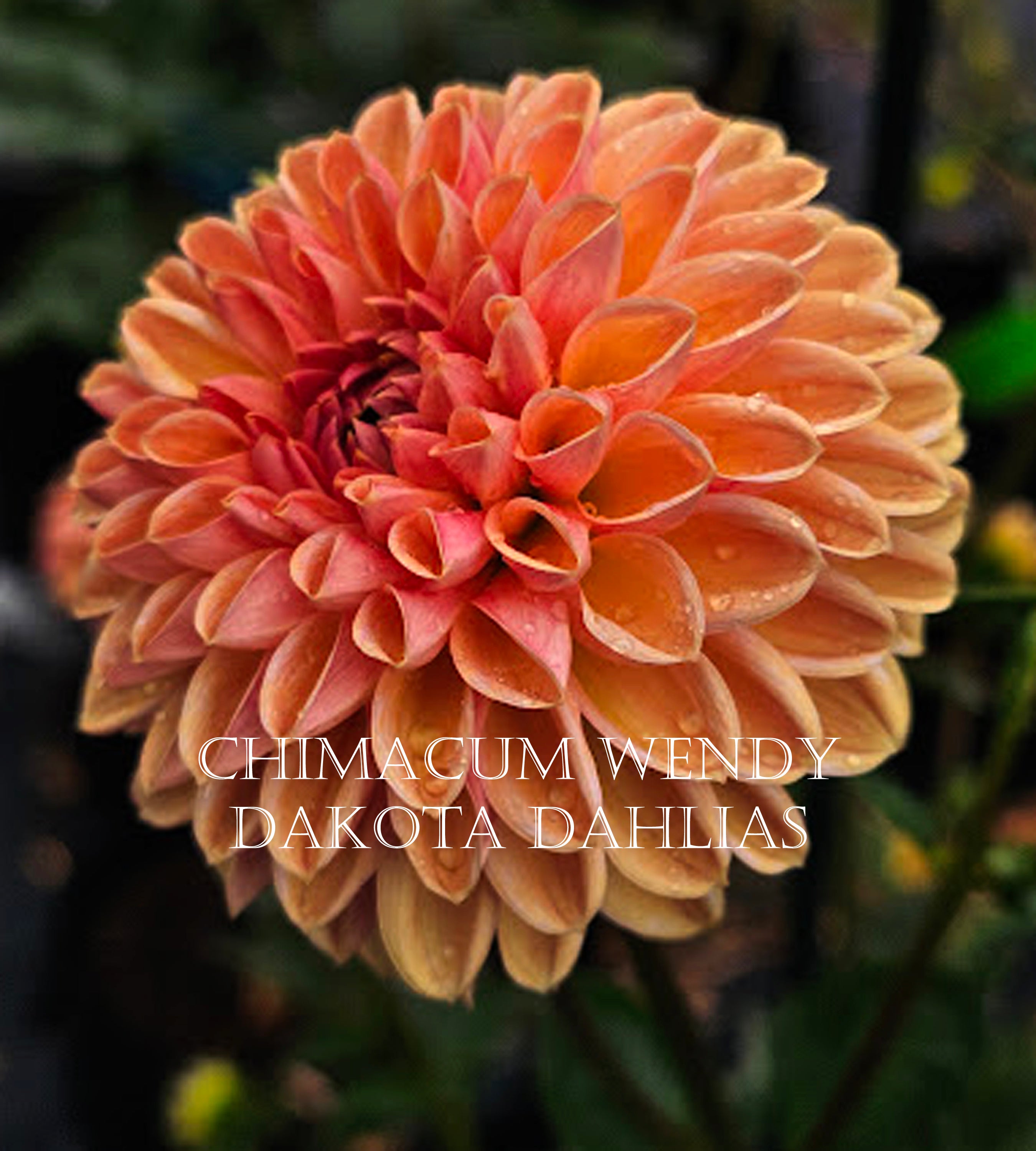 Chimacum Wendy