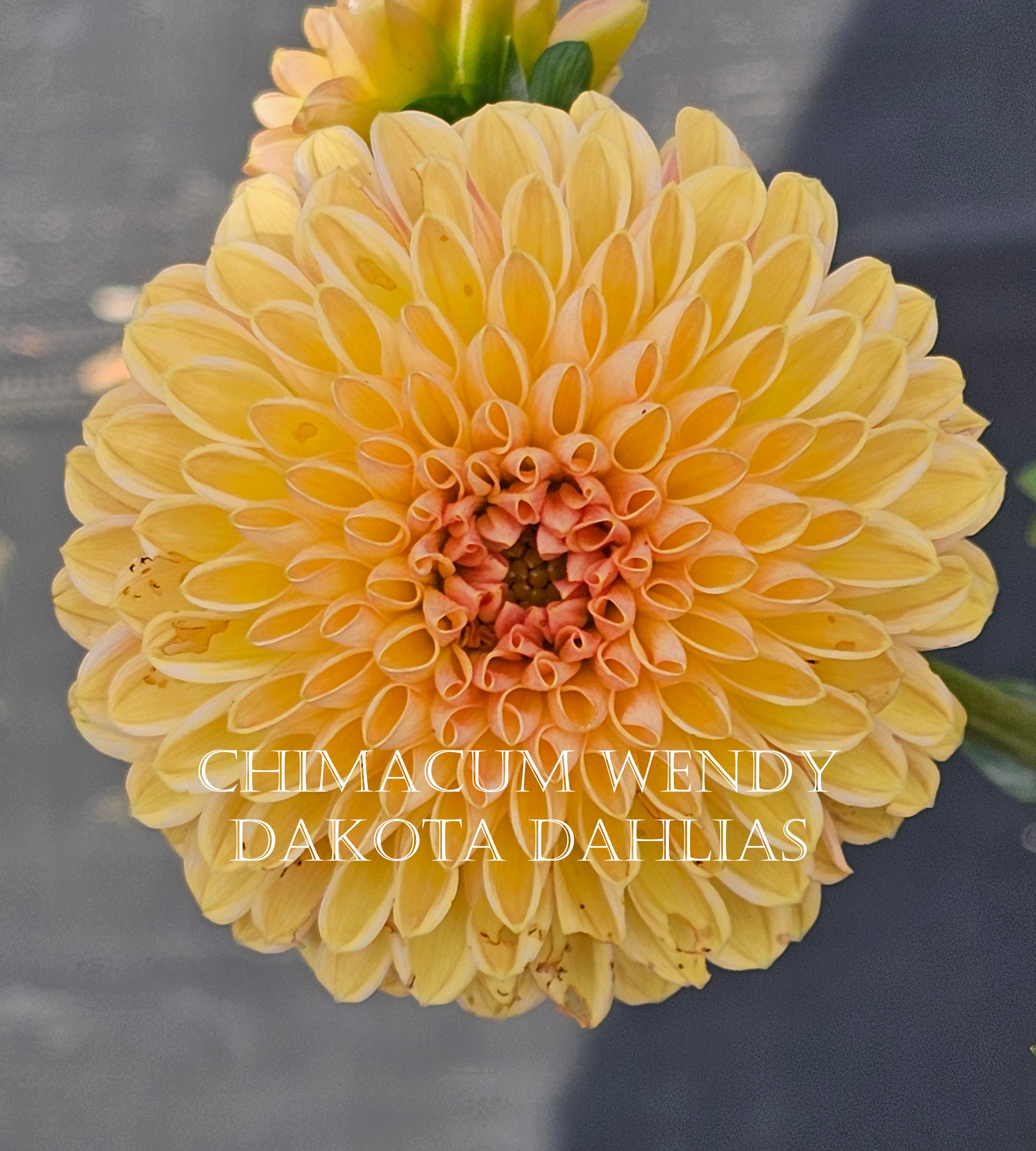 Chimacum Wendy