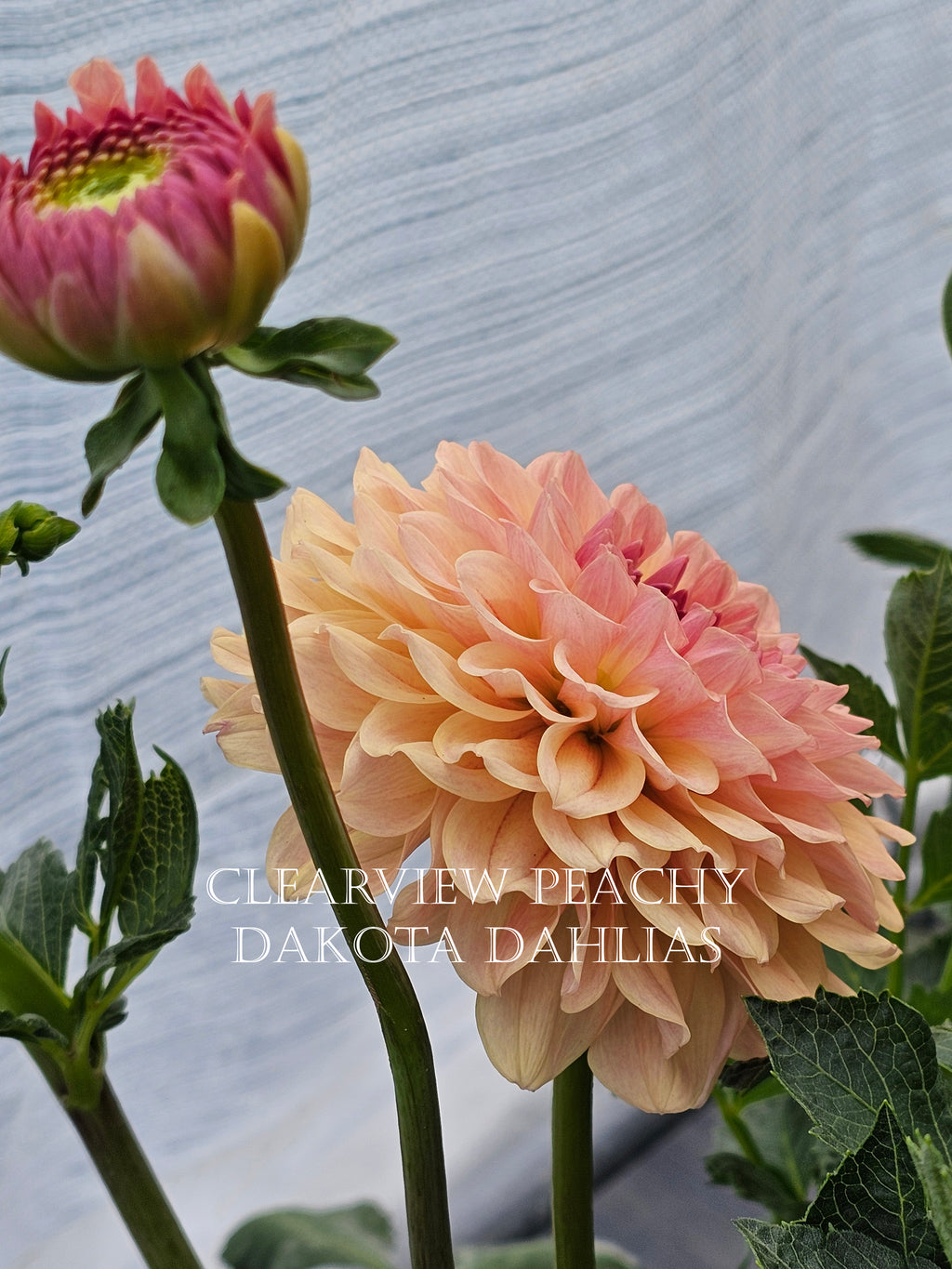 Clearview Peachy