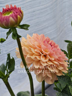Clearview Peachy
