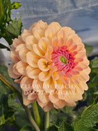 Clearview Peachy