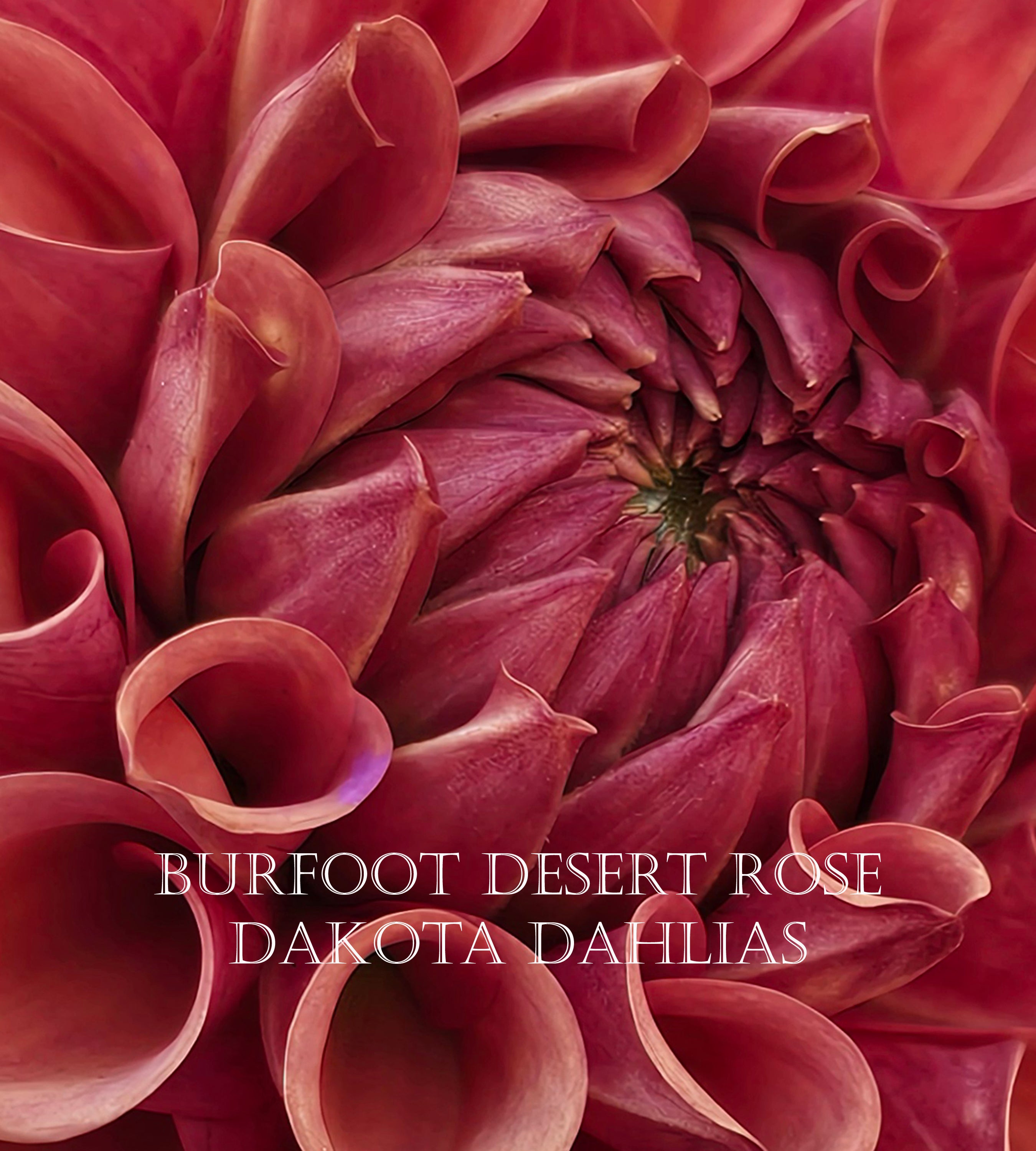 Burfoot Desert Rose