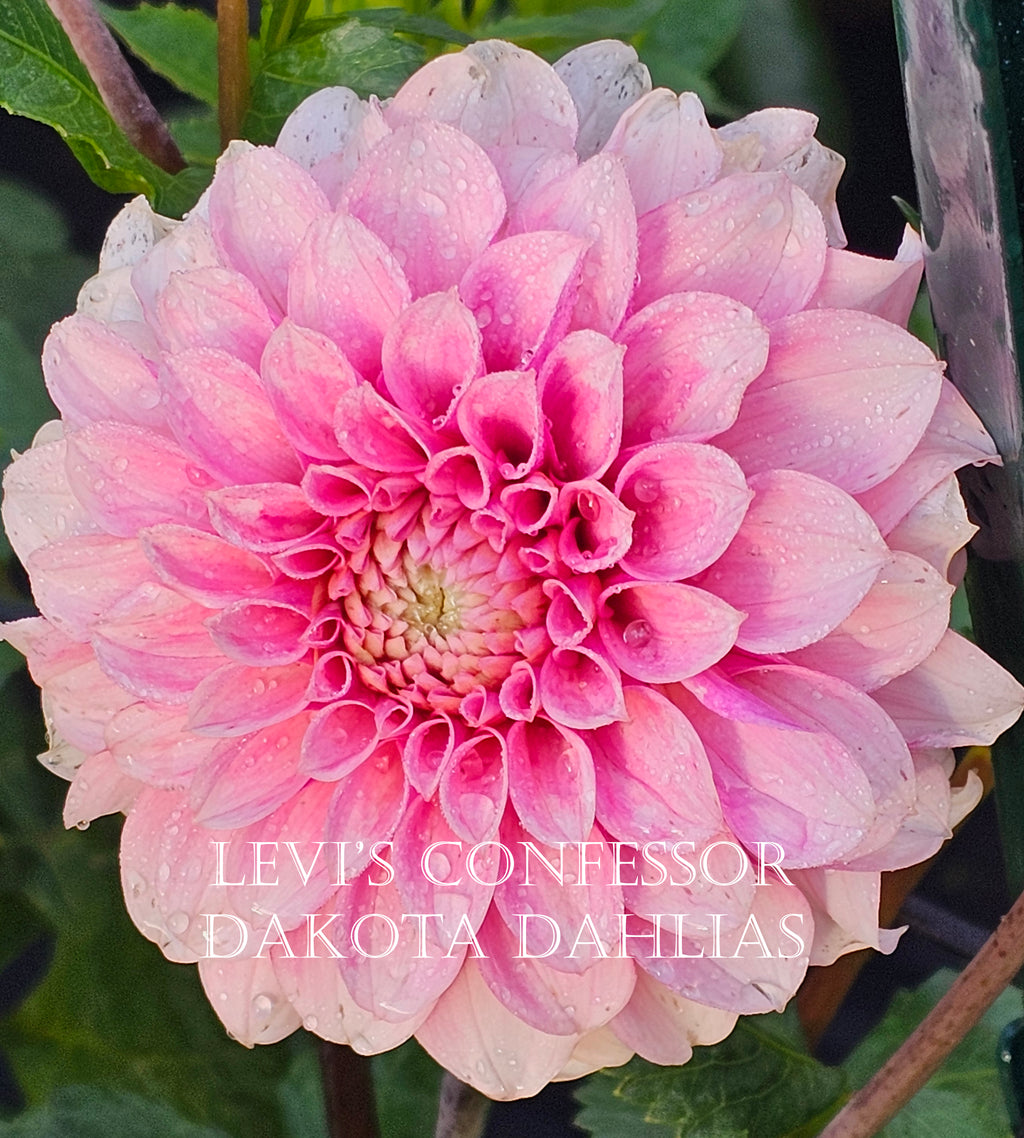 Levi's Confessor
