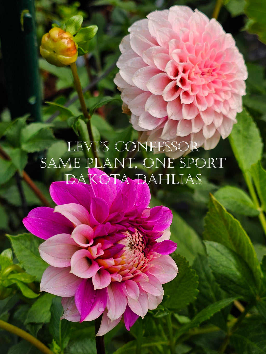Levi's Confessor