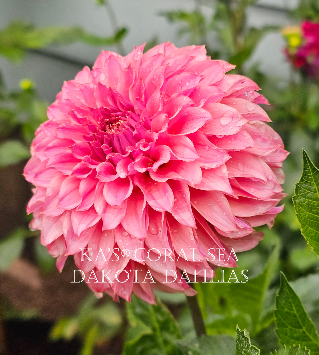 KA's® Coral Sea