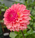 KA's® Coral Sea