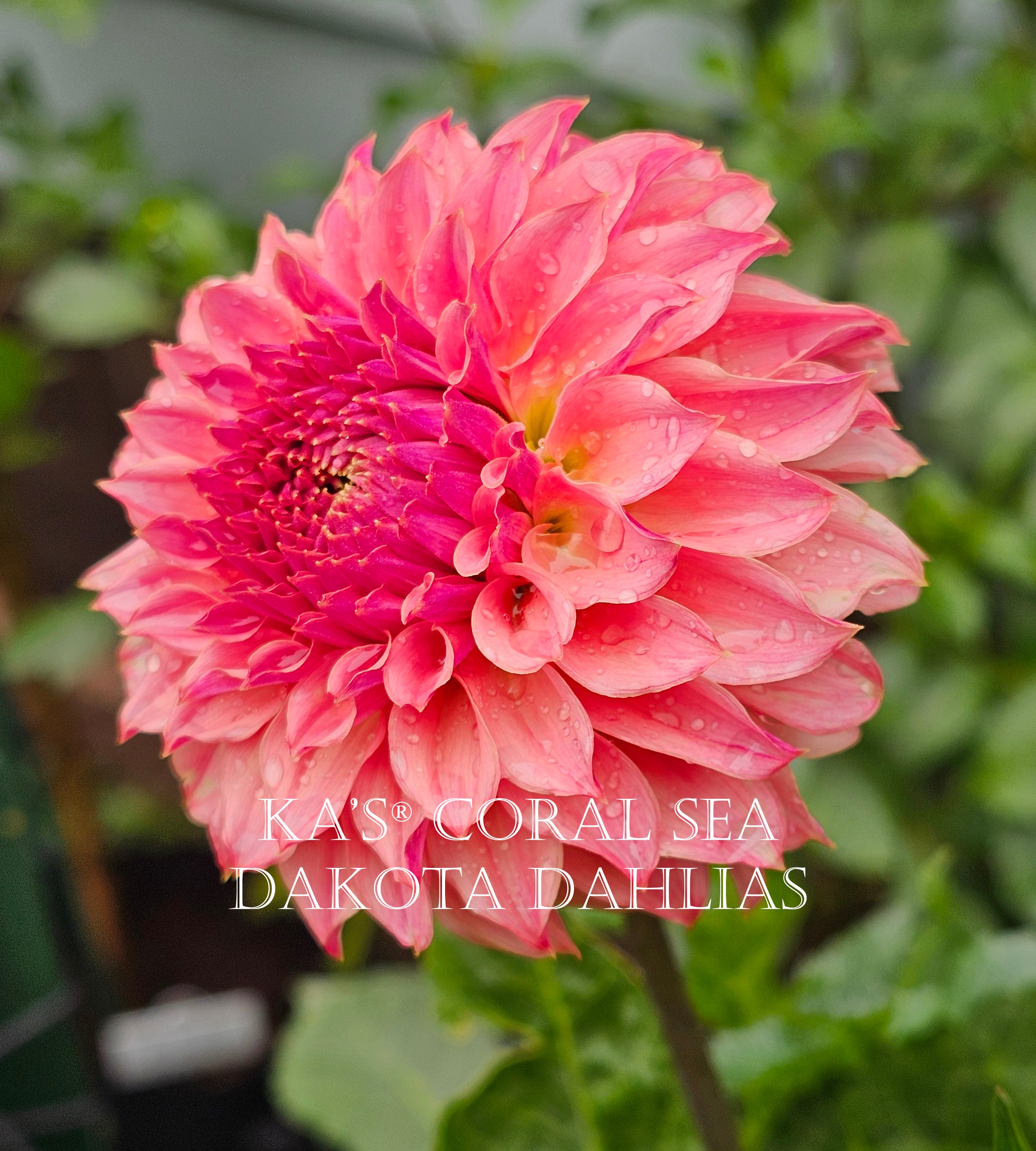 KA's® Coral Sea