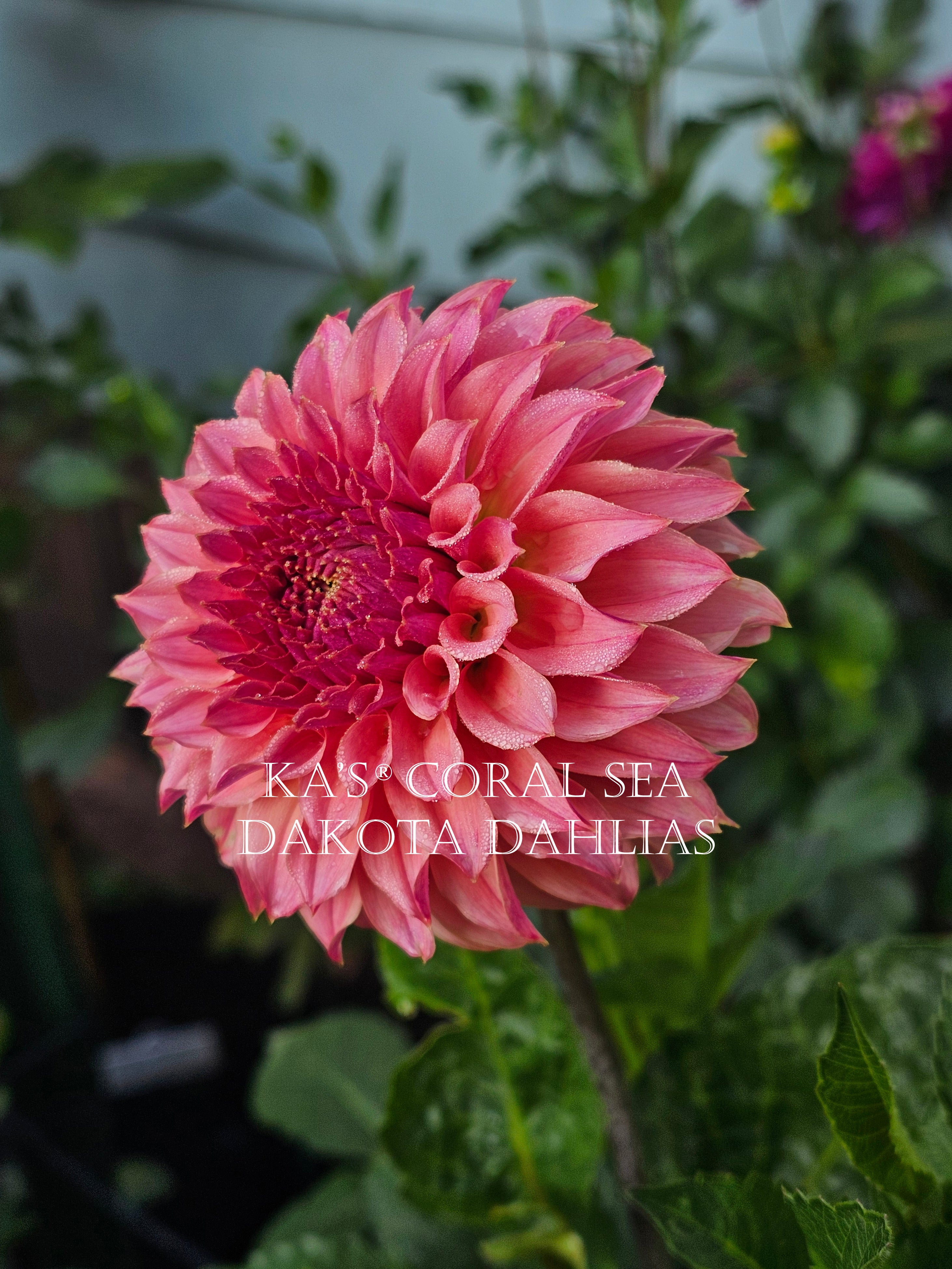 KA's® Coral Sea