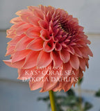 KA's® Coral Sea