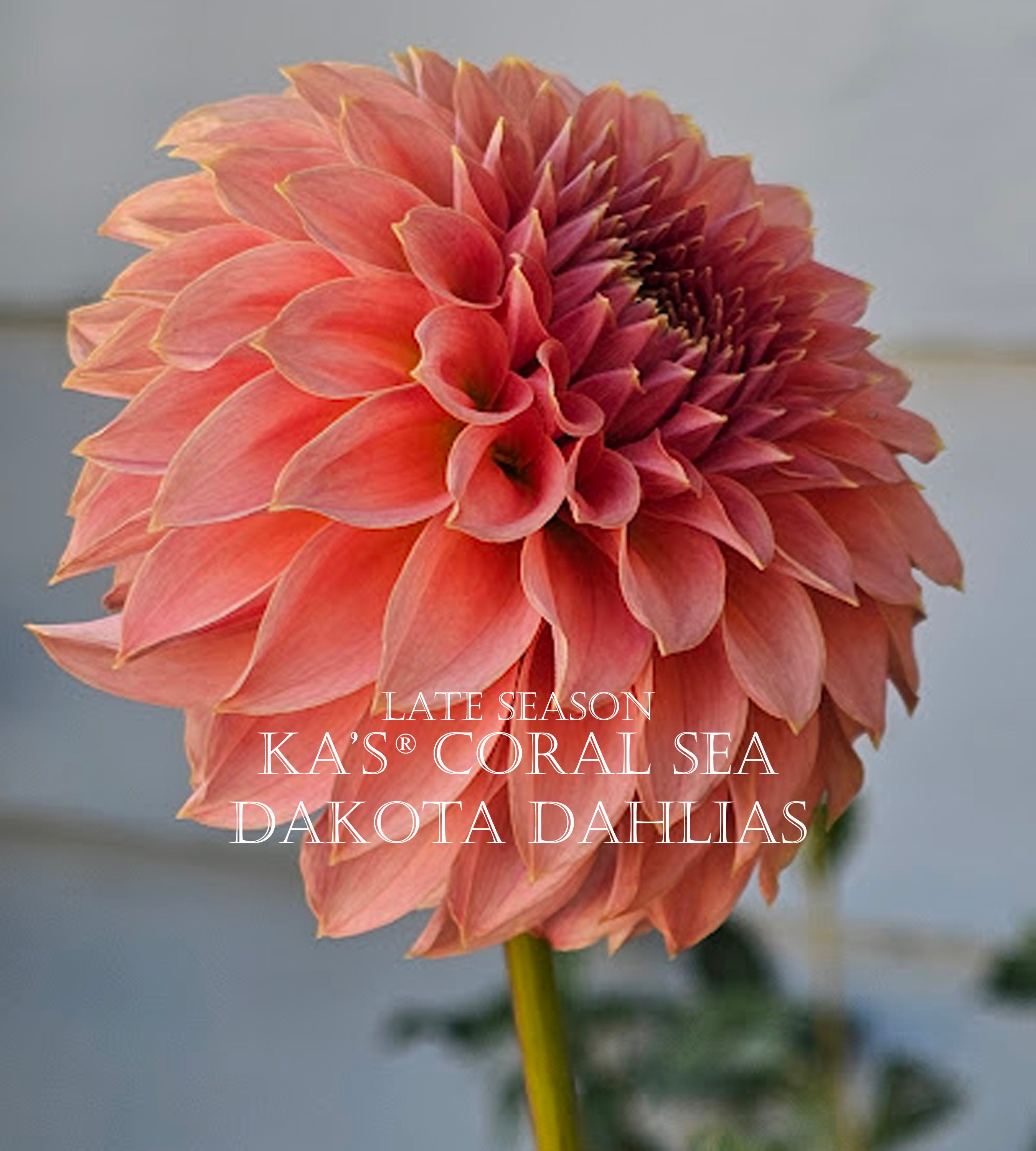 KA's® Coral Sea