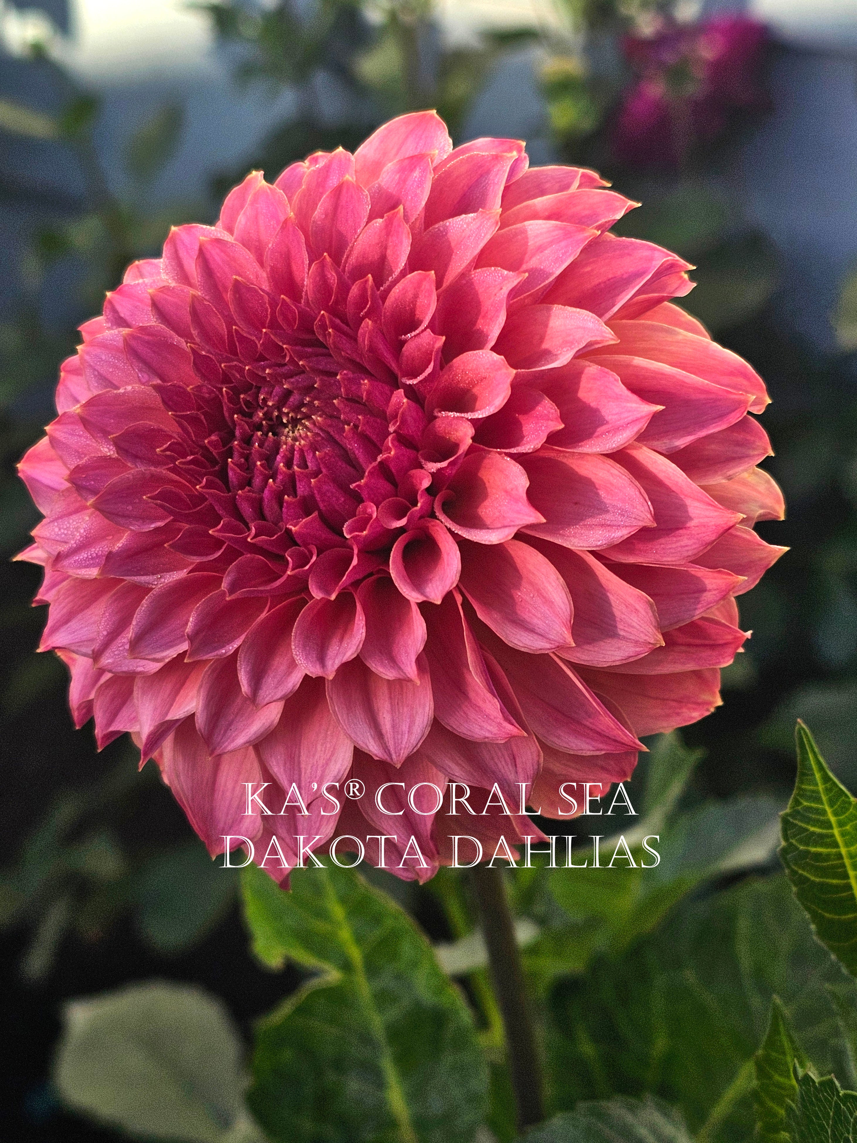 KA's® Coral Sea