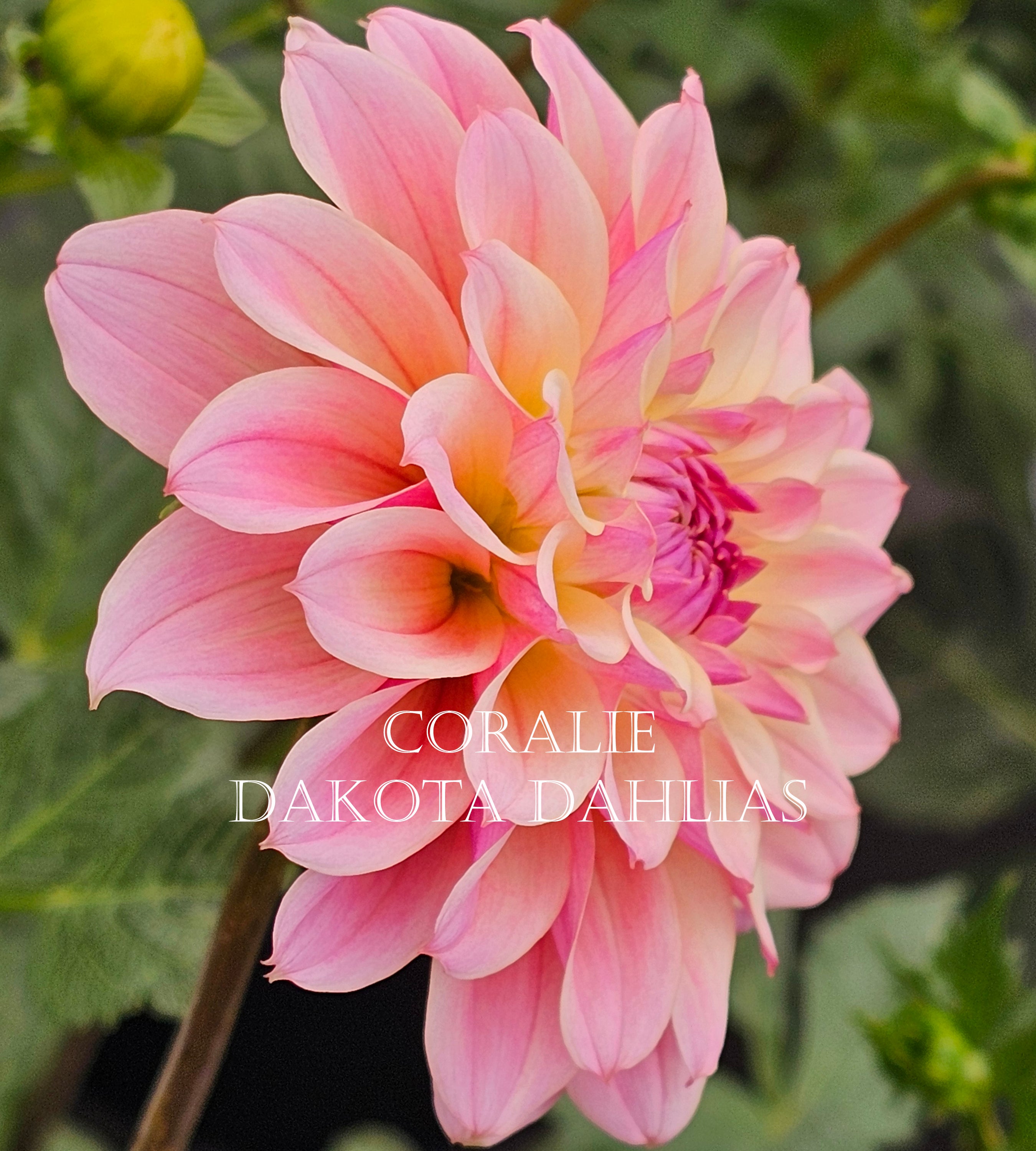 Coralie