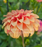 KA’s® Crème Brulee~Growing for tuber sales for 2027~