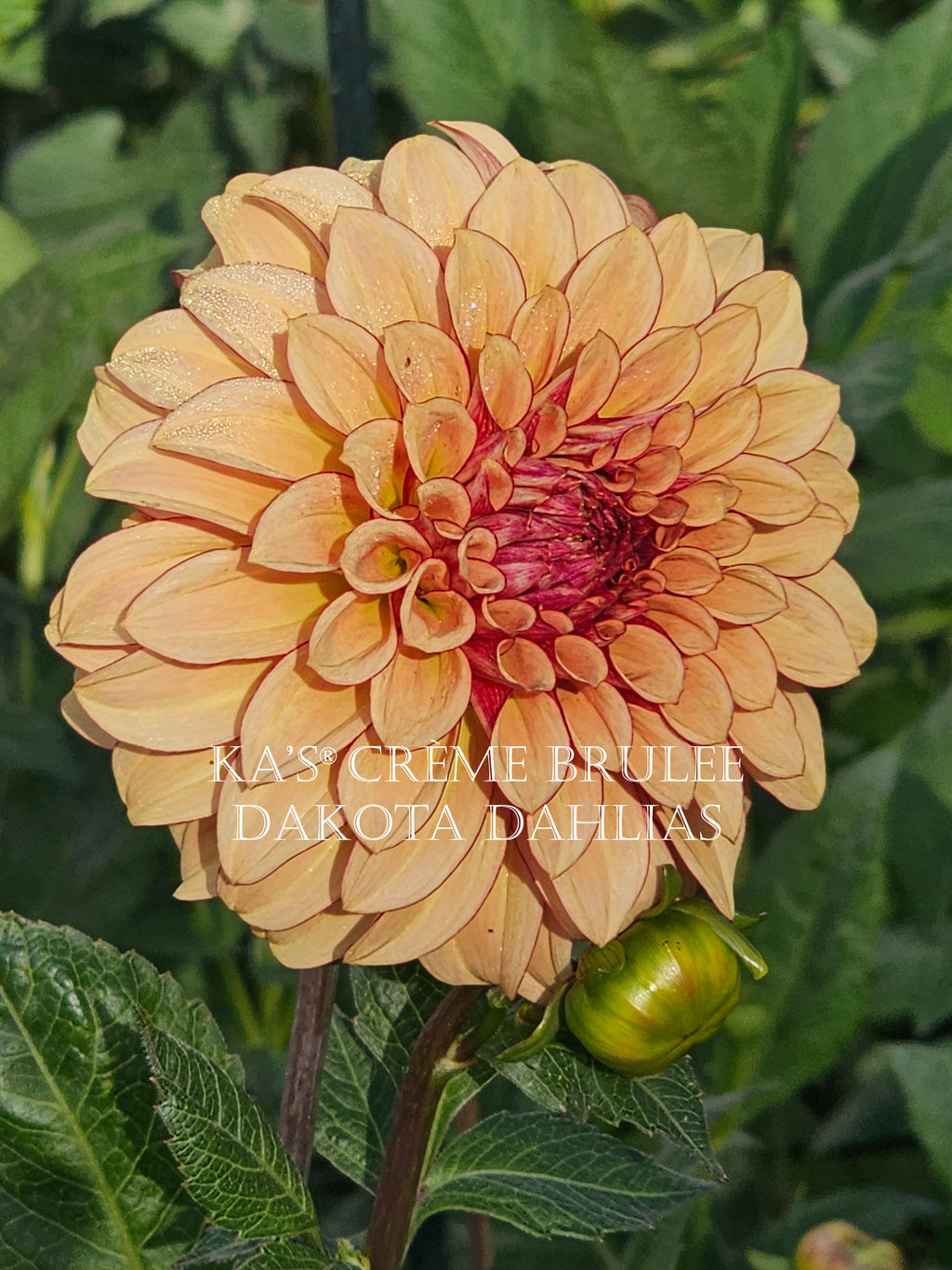 KA’s® Crème Brulee~Growing for tuber sales for 2027~