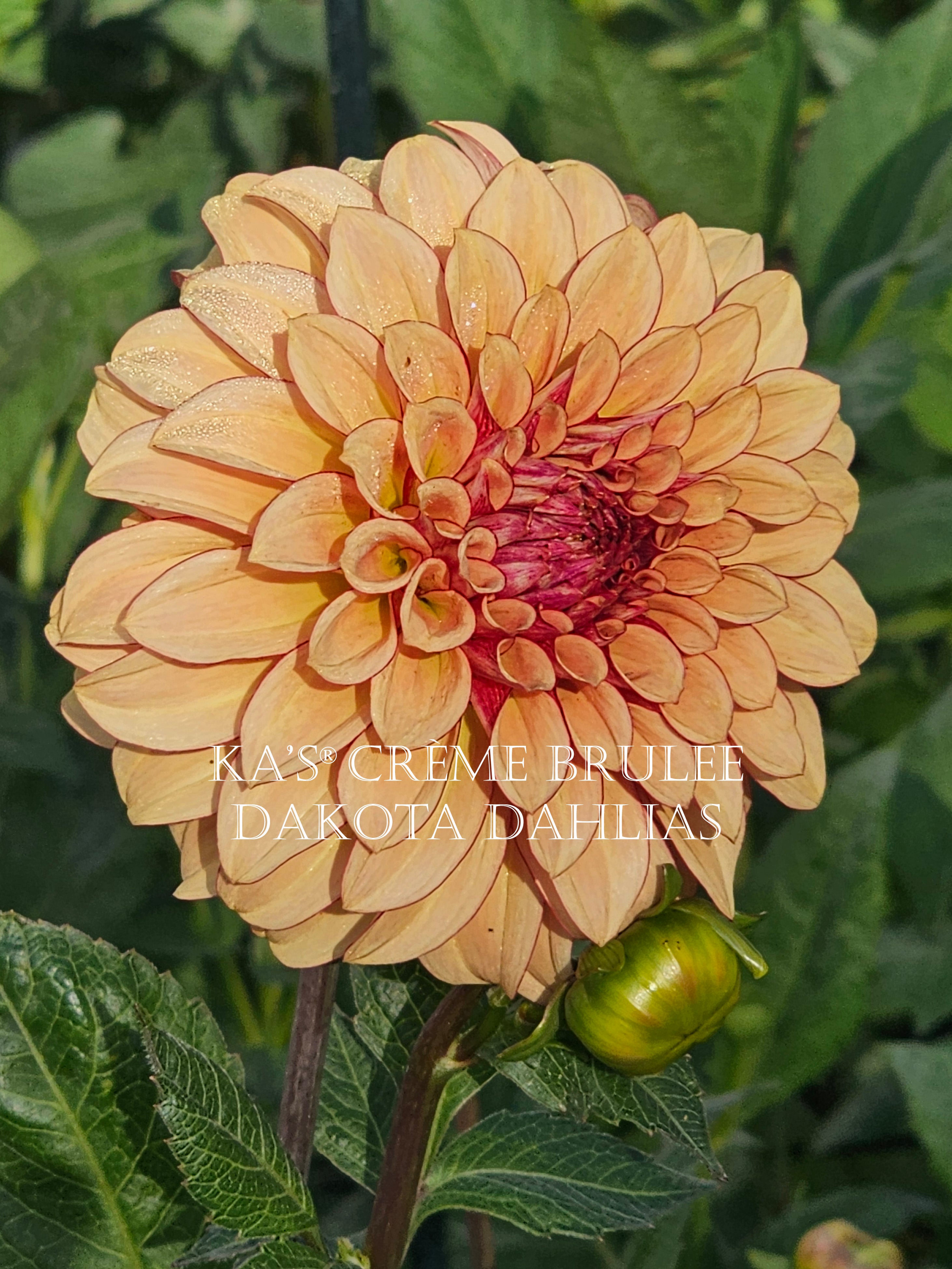 KA’s® Crème Brulee~Growing for tuber sales for 2027~