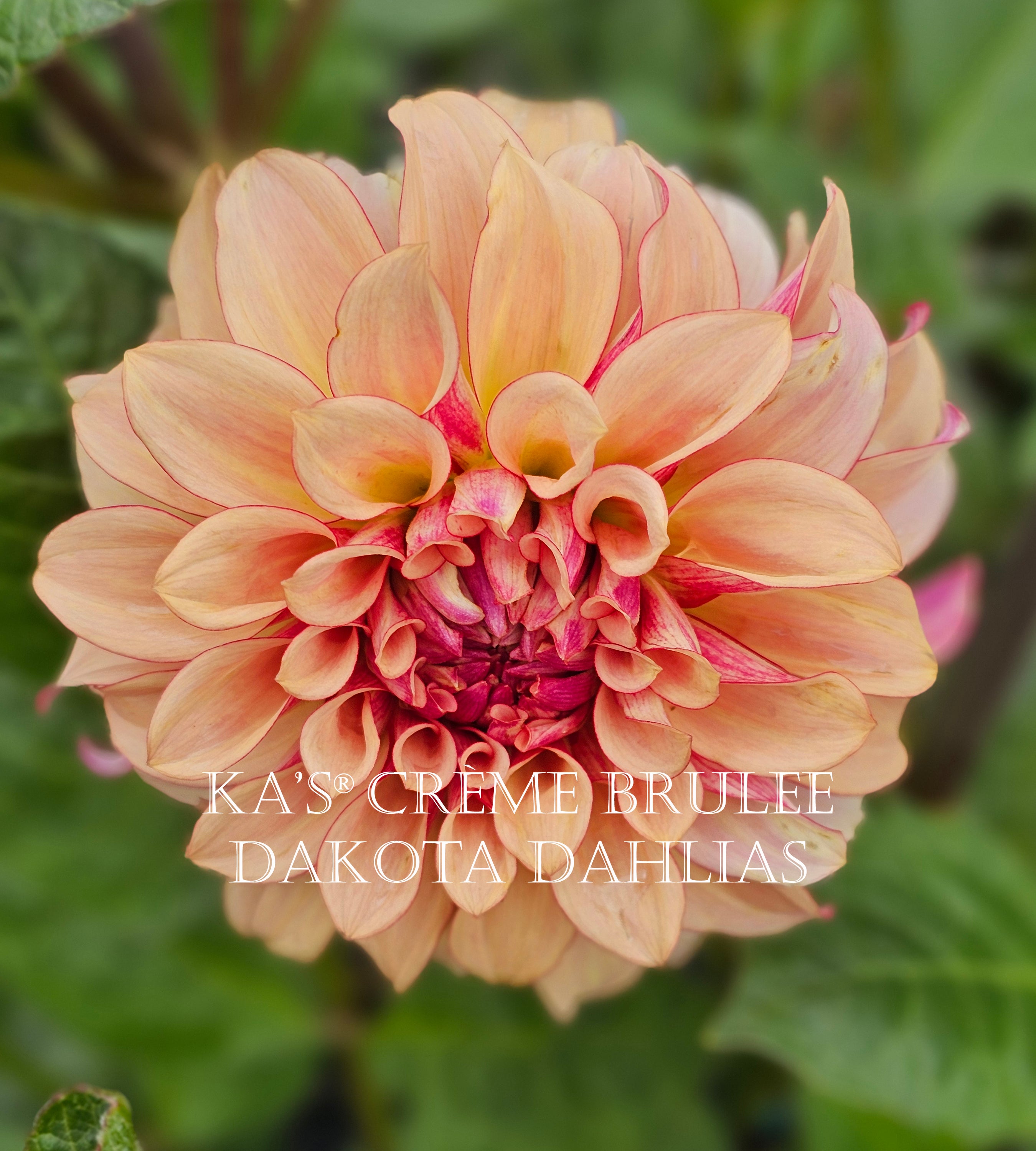 KA’s® Crème Brulee~Growing for tuber sales for 2027~