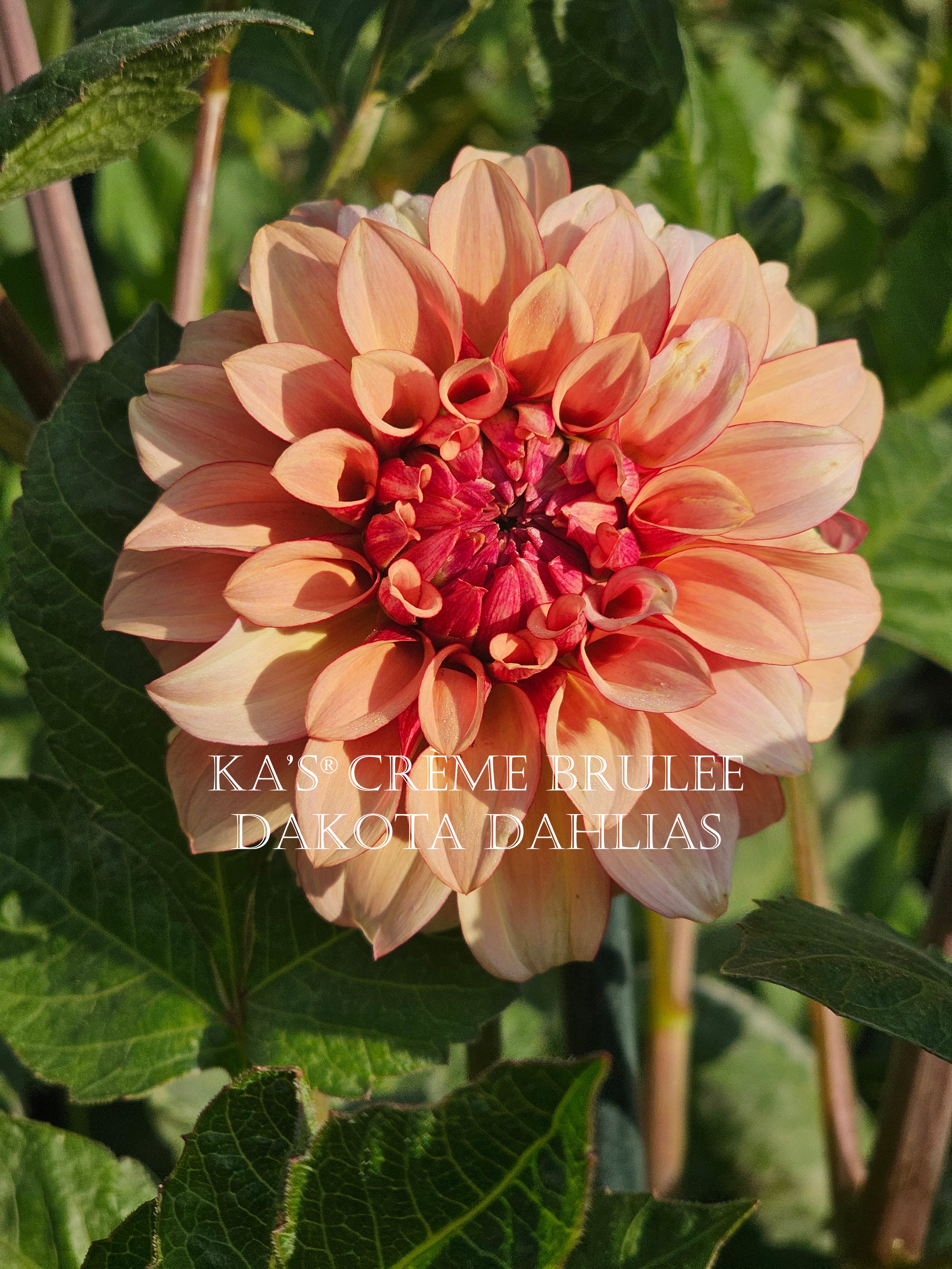 KA’s® Crème Brulee~Growing for tuber sales for 2027~