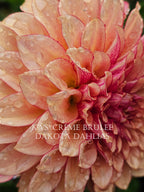 KA’s® Crème Brulee~Growing for tuber sales for 2027~