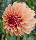 KA’s® Crème Brulee~Growing for tuber sales for 2027~