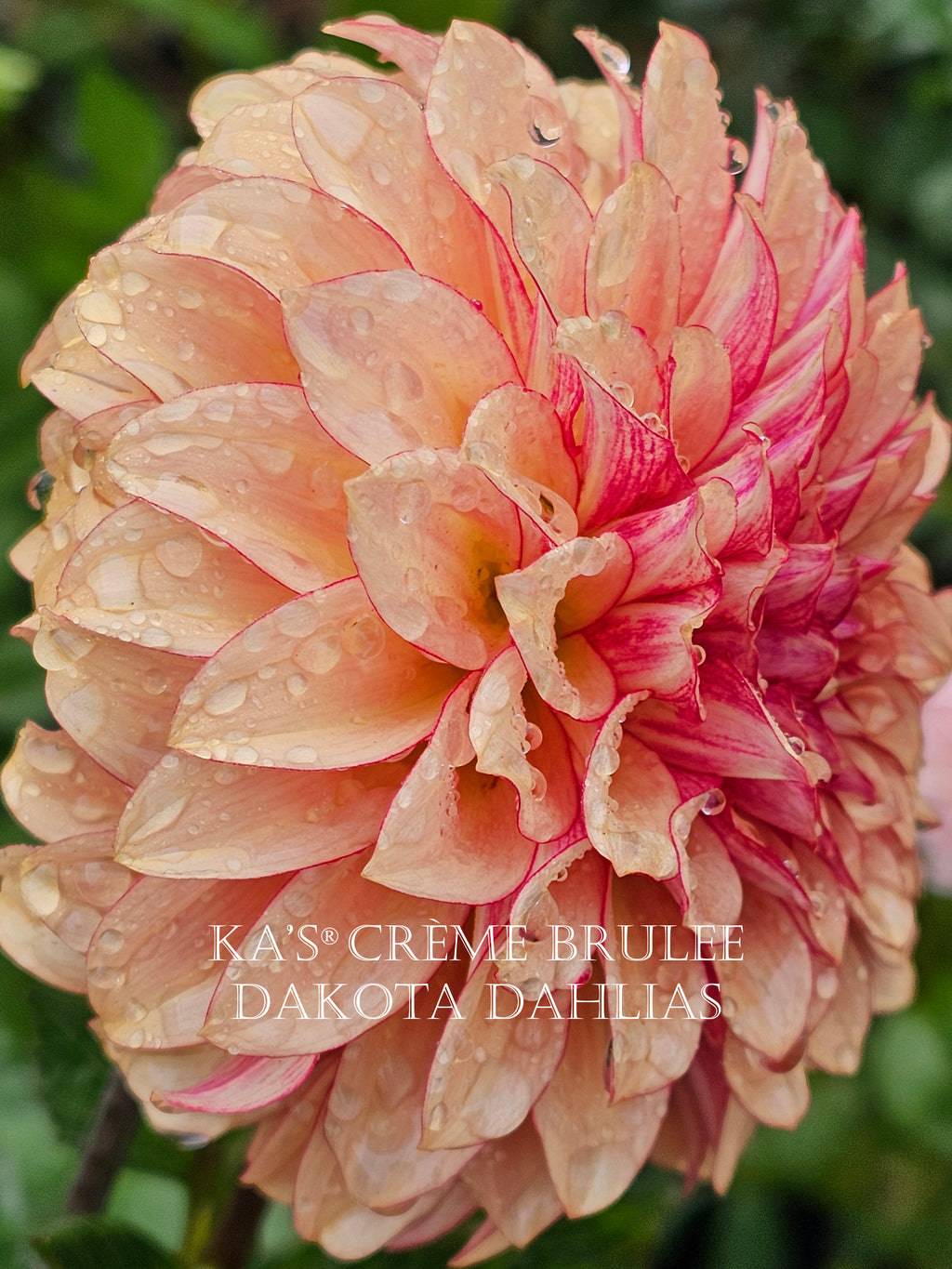 KA’s® Crème Brulee~Growing for tuber sales for 2027~