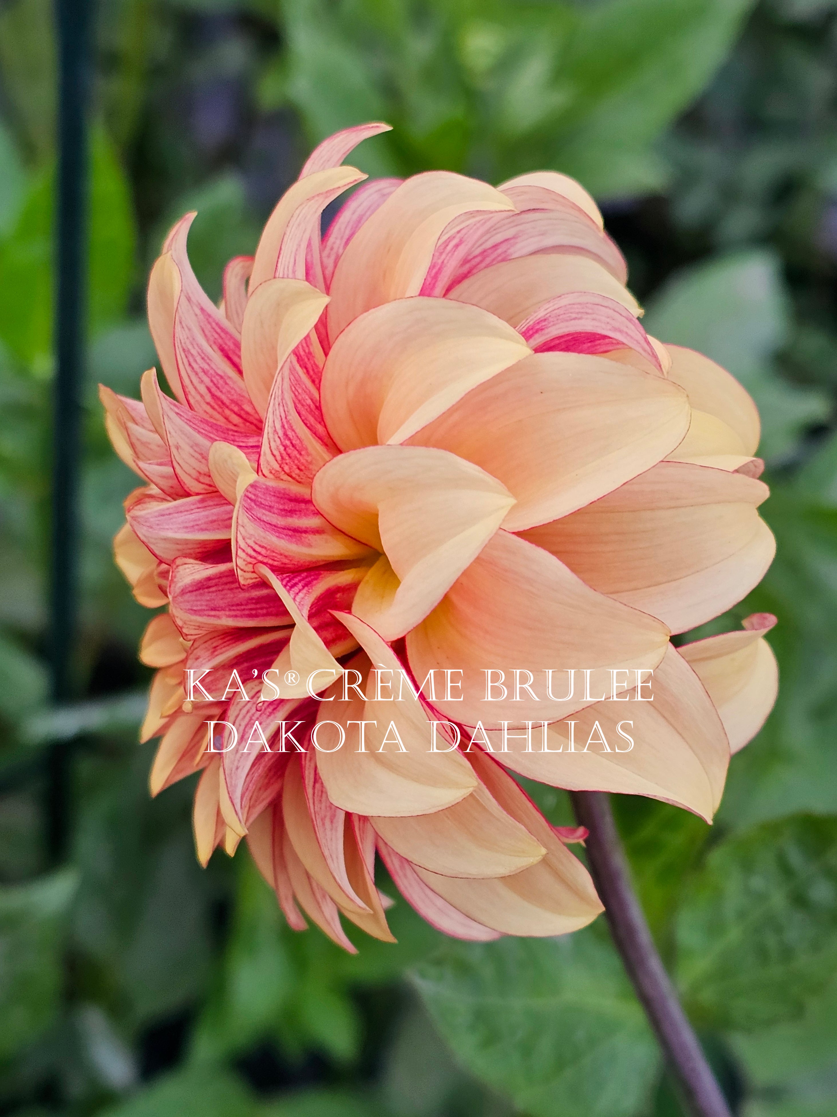 KA’s® Crème Brulee~Growing for tuber sales for 2027~