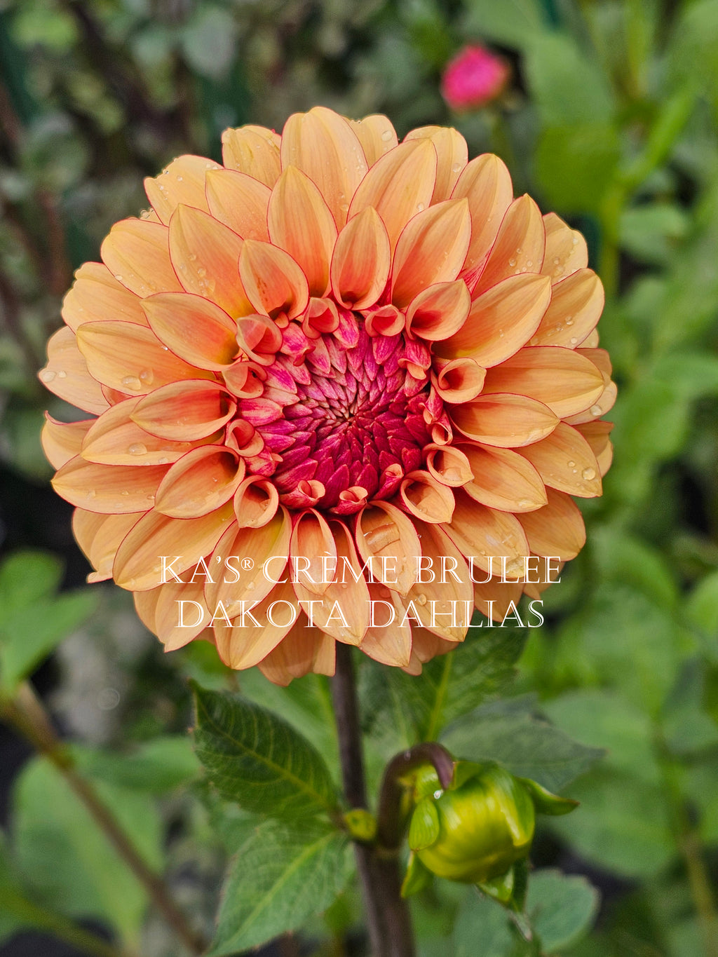 KA’s® Crème Brulee~Growing for tuber sales for 2027~