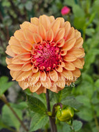 KA’s® Crème Brulee~Growing for tuber sales for 2027~