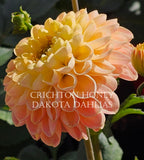 Crichton Honey