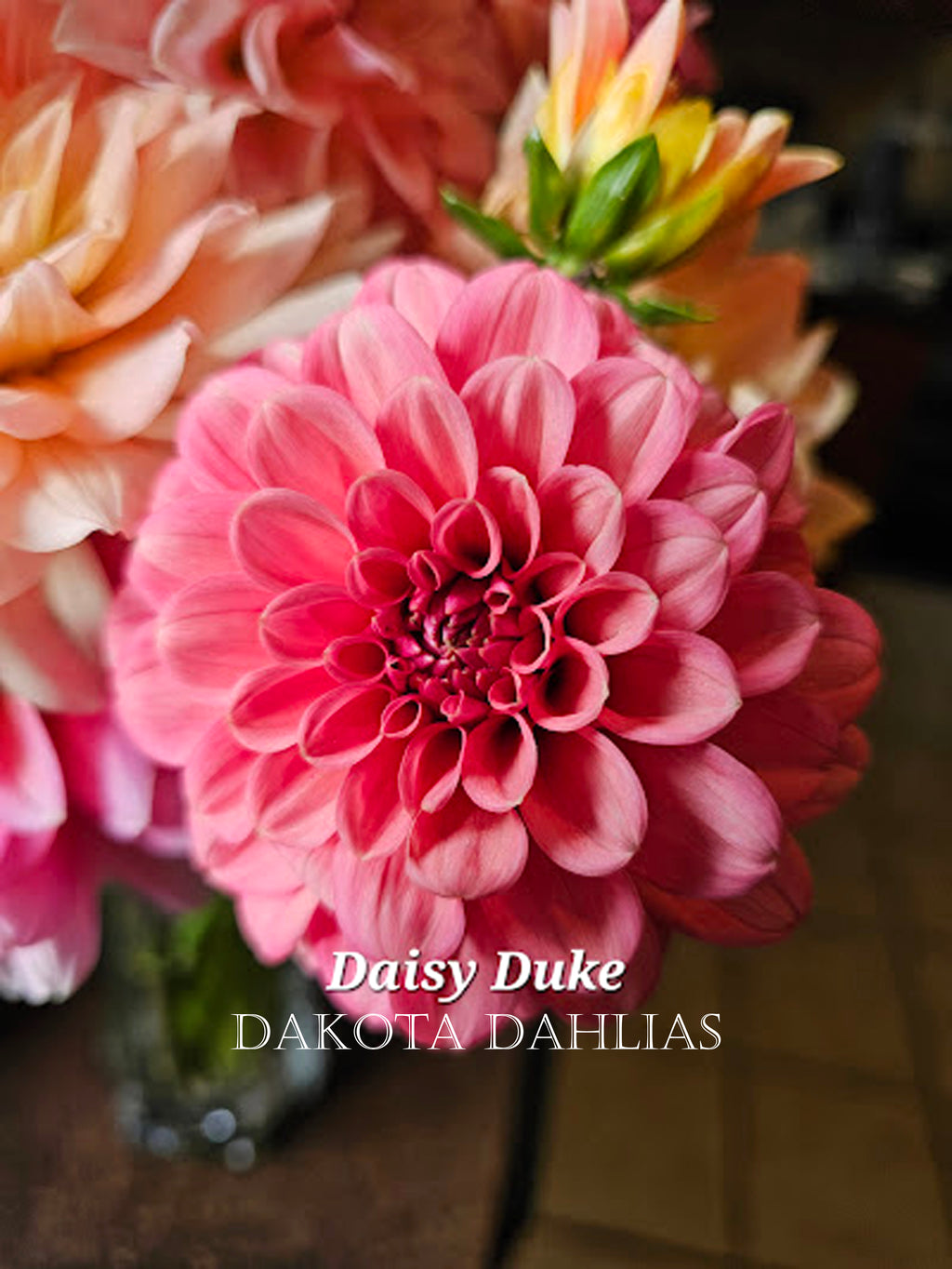 Daisy Duke
