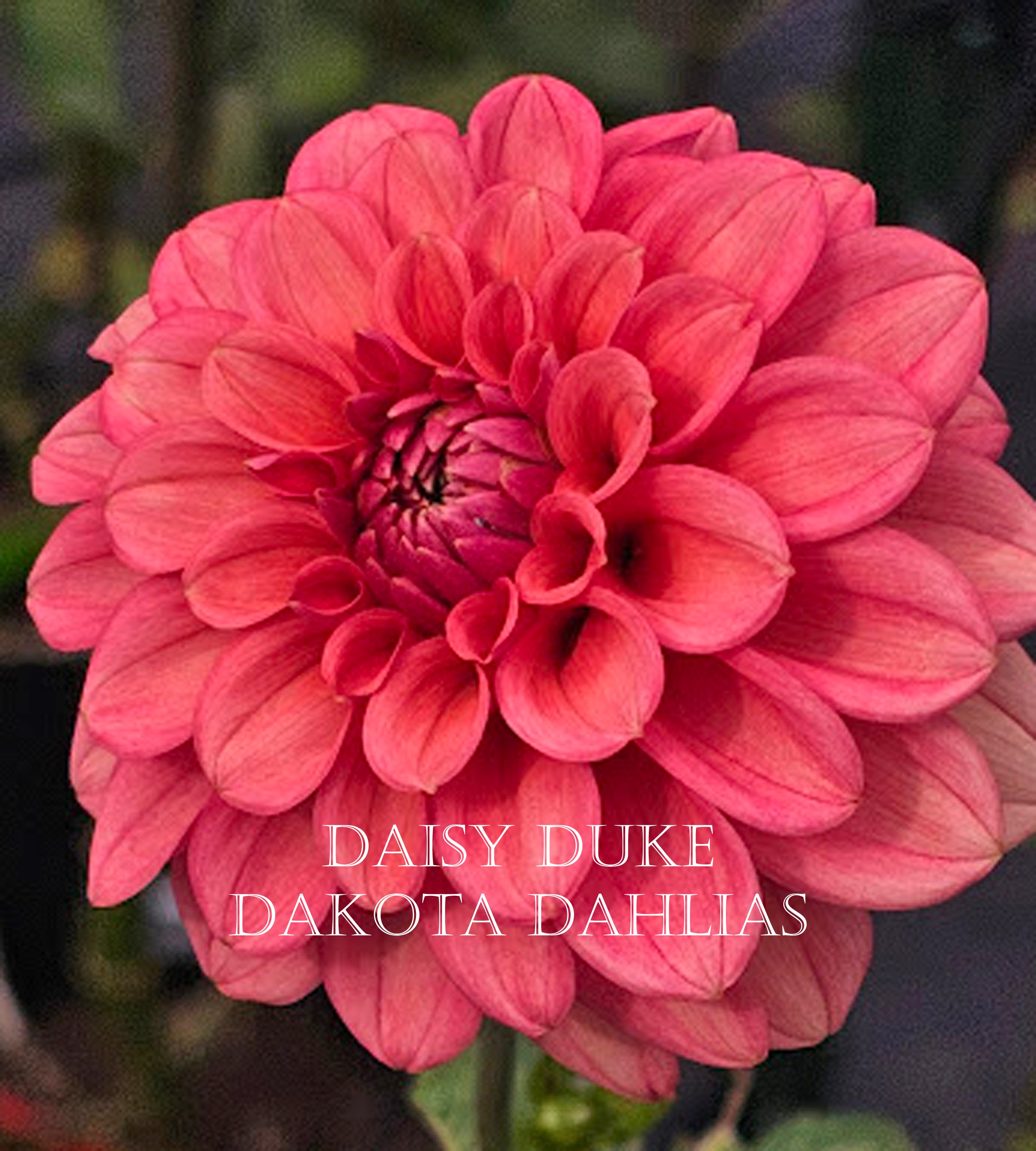 Daisy Duke