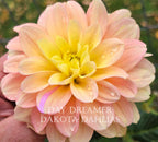 Day Dreamer