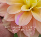 Day Dreamer