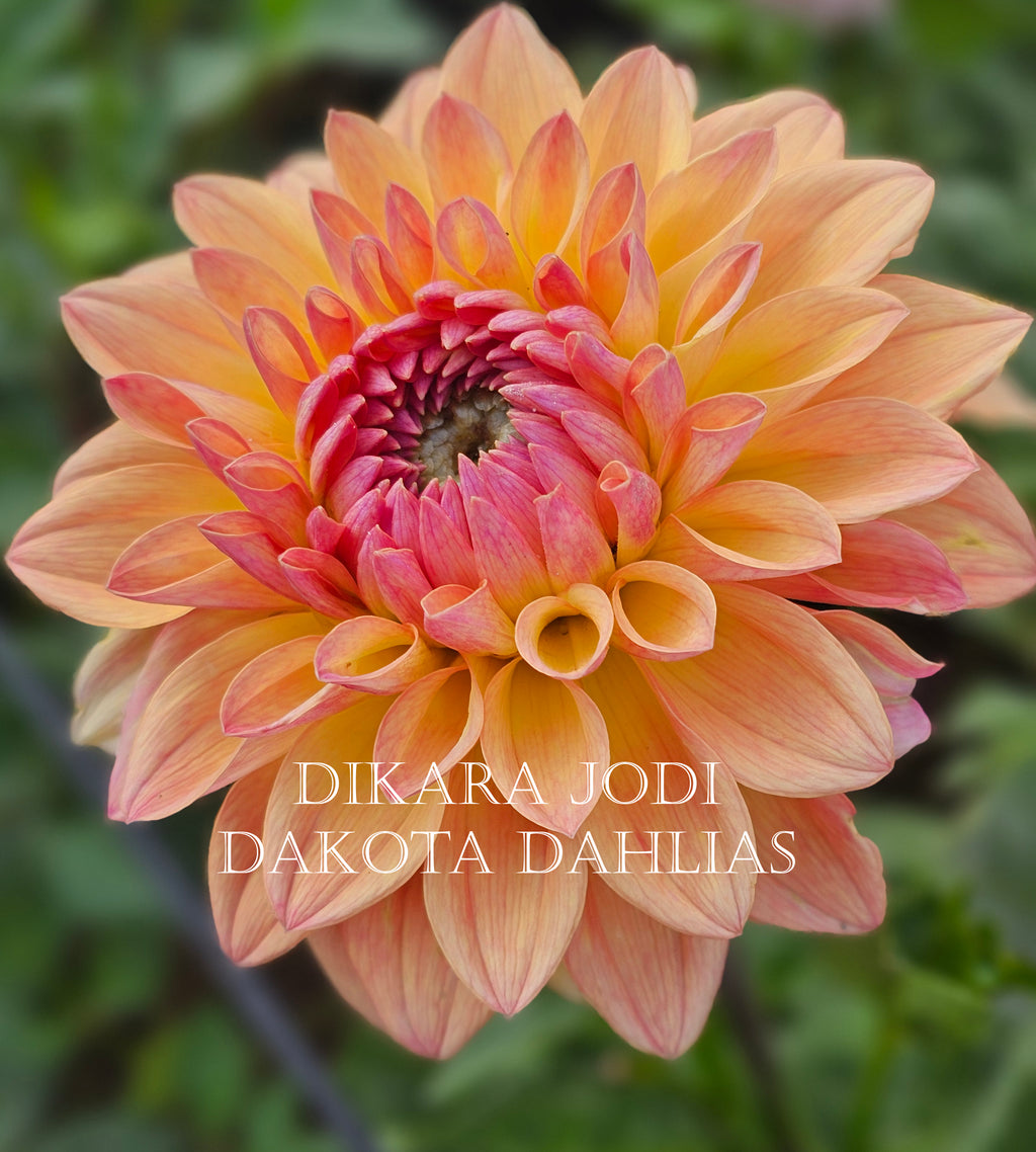 Dikara Jodi