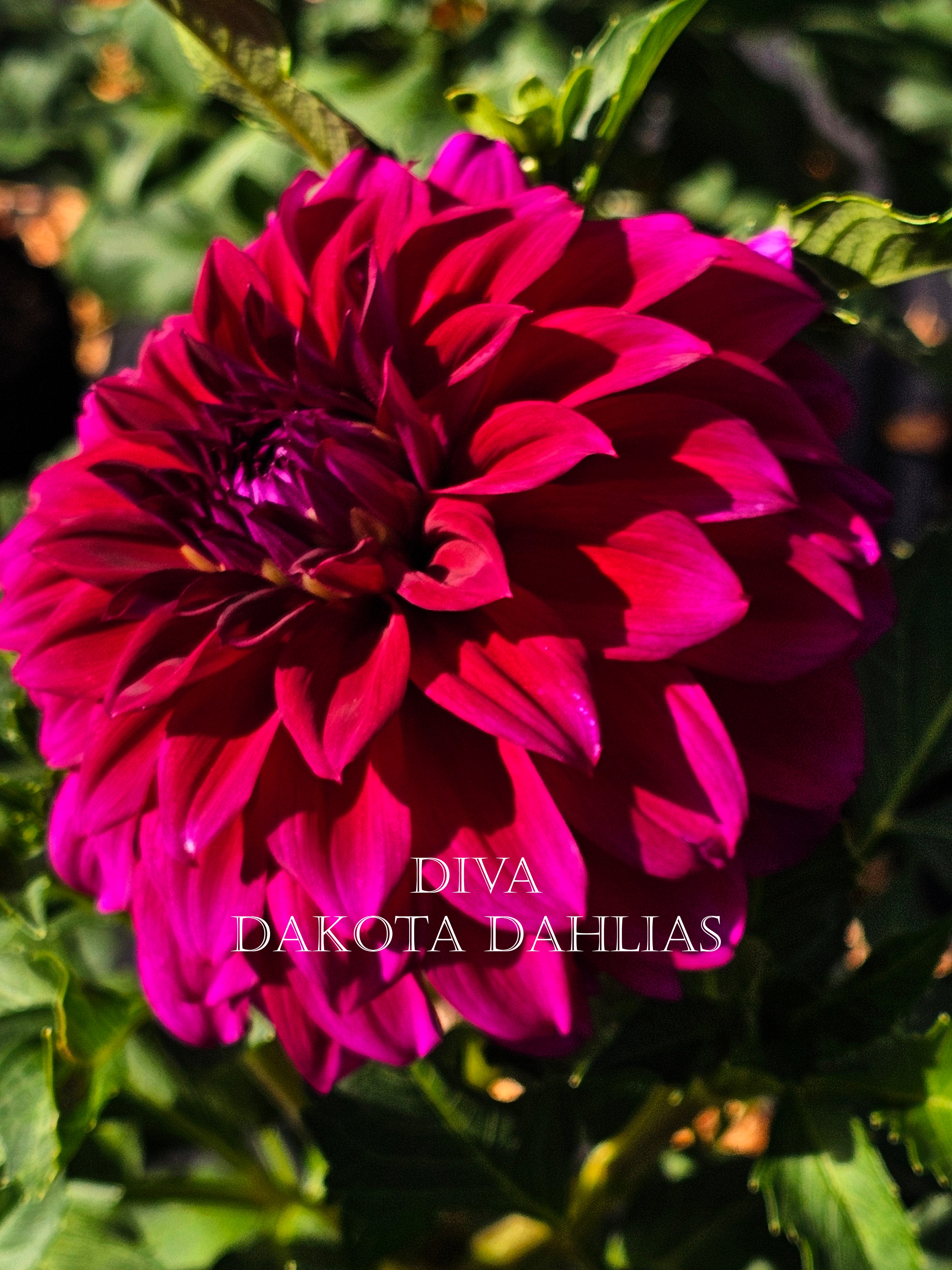 Diva