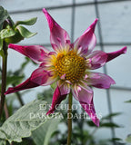 EJ's Culotte~Growing stock for 2027 tuber sale