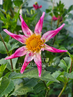 EJ's Culotte~Growing stock for 2027 tuber sale