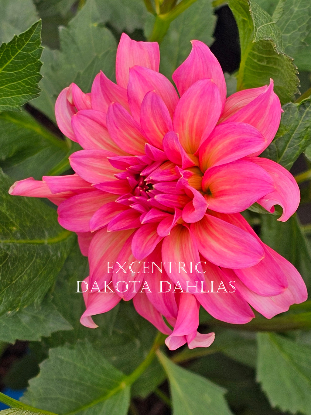 Excentric