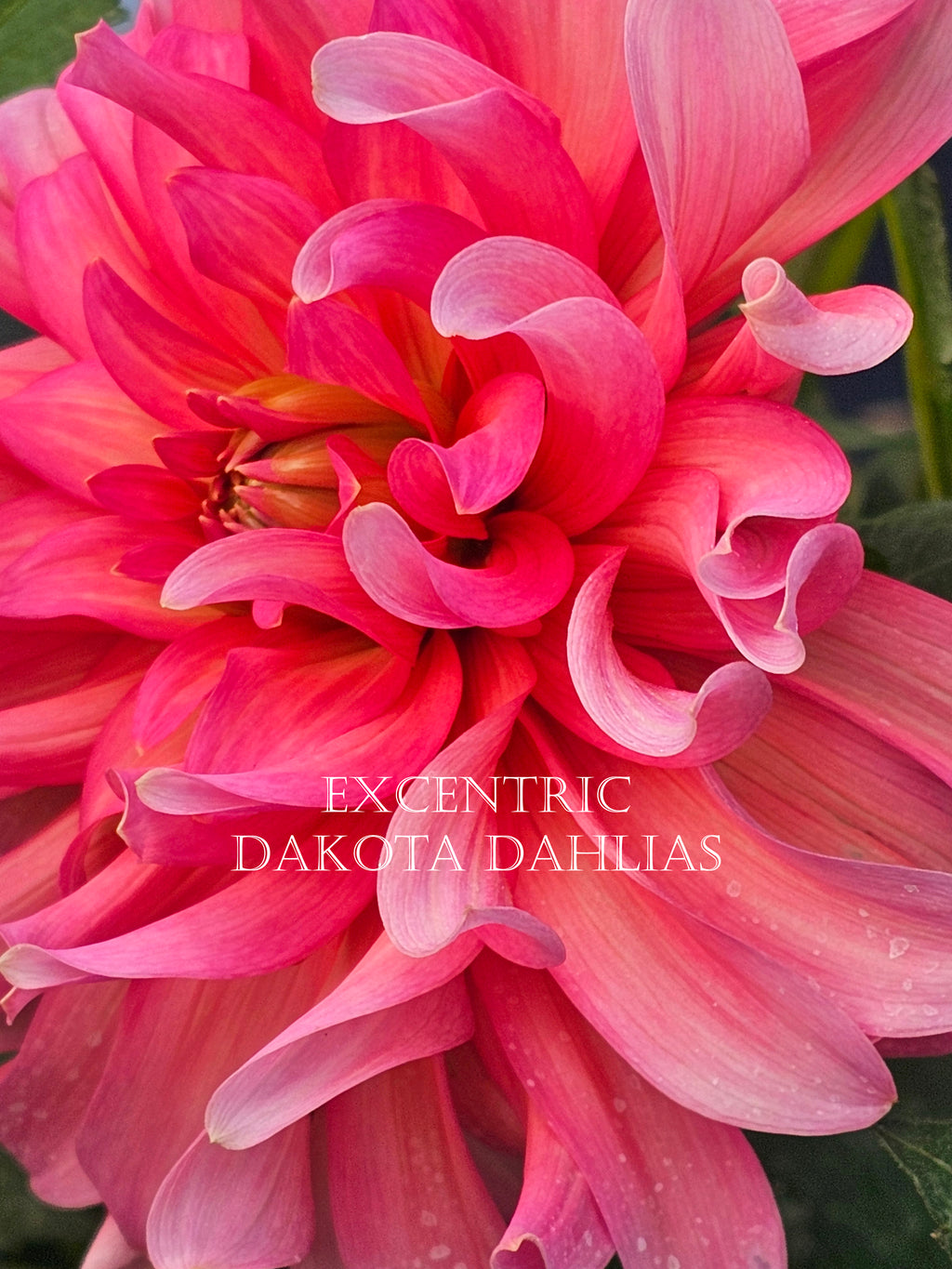 Excentric